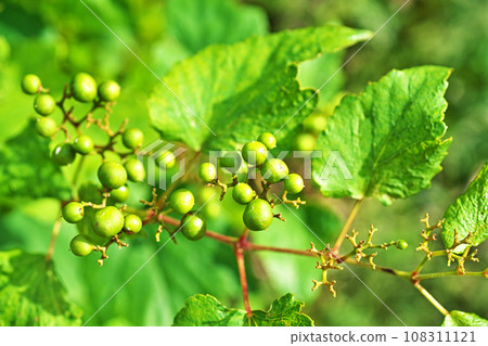 Wild grape fruits starting to change color (autumn, October) 108311121