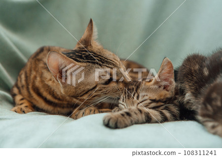 Bengal mother-cat washes her little kittens 108311241