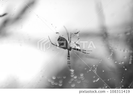 Photography to theme big tabby spider on dew web 108311419
