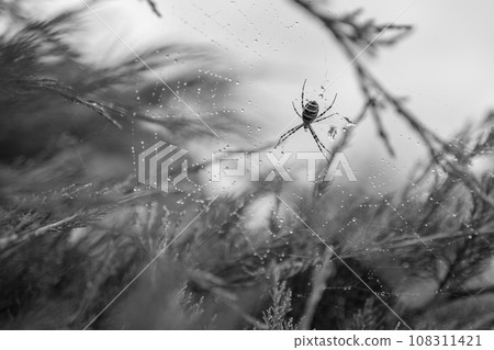 Photography to theme big tabby spider on dew web 108311421