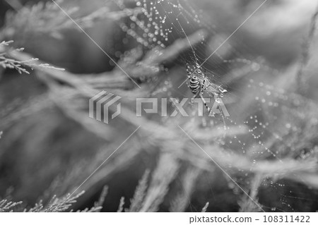 Photography to theme big tabby spider on dew web Photography to theme big tabby spider on dew web 108311422