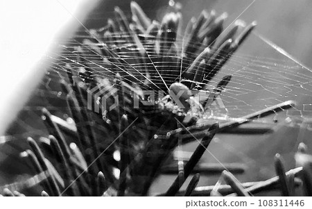 Photography to theme big tabby spider on dew web Photography to theme big tabby spider on dew web 108311446