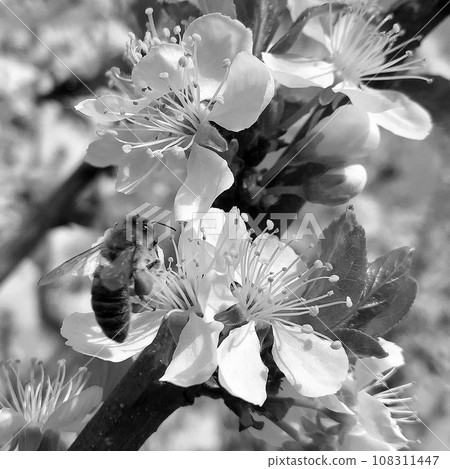 Winged bee slowly flies to the plant, collect nectar for honey 108311447