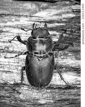 Male stag beetle with long and sharp jaws Male stag beetle with long and sharp jaws 108311495