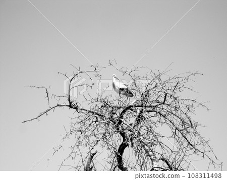 Beautiful bird stork with wings sits on branch of old tree Beautiful bird stork with wings sits on branch of old tree 108311498
