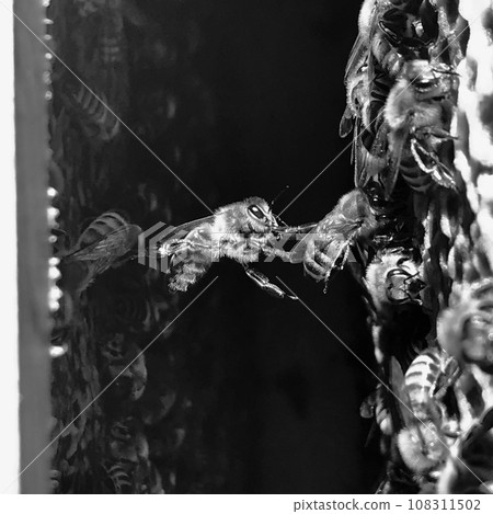 Natural hexagonal honeycomb from bee hive filled Natural hexagonal honeycomb from bee hive filled 108311502