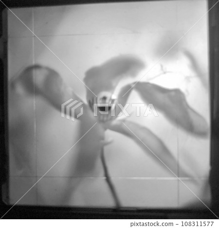 Blooming flower magnolia with green leaves, living natural nature Blooming flower magnolia with green leaves, living natural nature 108311577