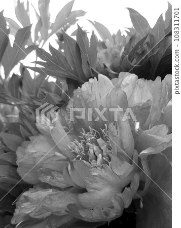 Wild beauty flower with nectar blooming 108311701