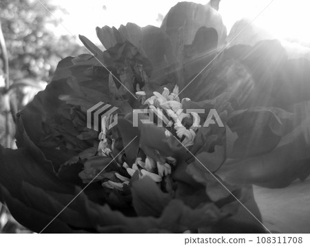 Wild beauty flower with nectar blooming Wild beauty flower with nectar blooming 108311708