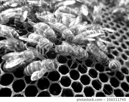 Abstract hexagon structure is honeycomb from bee hive Abstract hexagon structure is honeycomb from bee hive 108311740