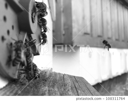 Winged bee slowly flies to beehive collect nectar for honey 108311764