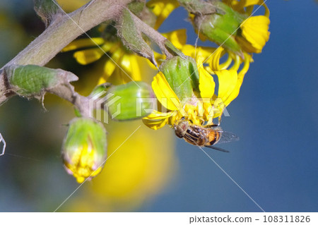 Yellow-bellied hoverfly sucks nectar from the Japanese blackberry tree 108311826