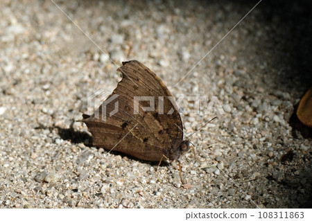 Black butterfly Black butterfly 108311863