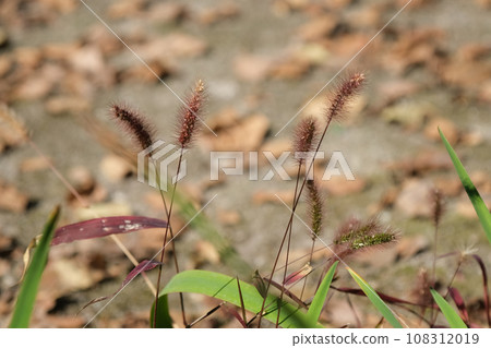 Murasaki Enokorogasa 108312019