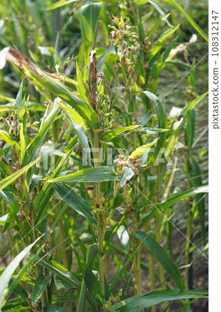 珍珠大麥 108312147