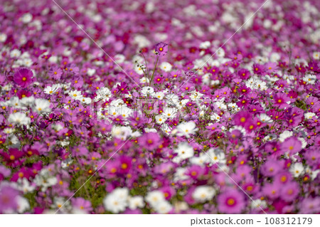 Cosmos flowers on one side Cosmos flowers on one side 108312179