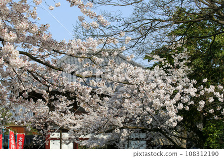 本法寺內櫻花盛開 本法寺內櫻花盛開 108312190
