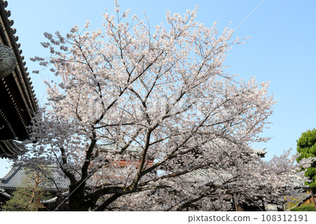 本法寺內櫻花盛開 本法寺內櫻花盛開 108312191