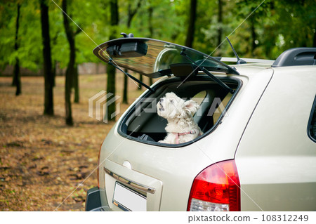 Cute funny dog looking out of open trunk in car barking outside over forest background. Cute funny dog looking out of open trunk in car barking outside over forest background. 108312249