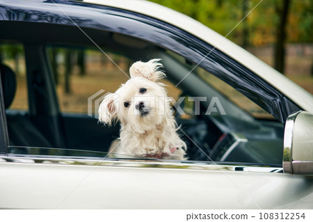 Cute fluffy dog looking out of car window. Travel concept 108312254