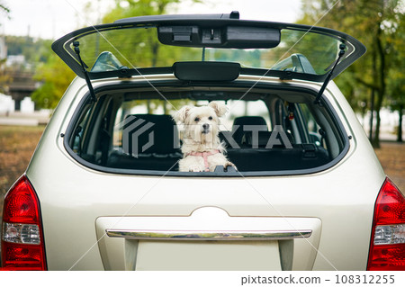 Cute funny dog looking out of open trunk in car looking attentive at camera. 108312255