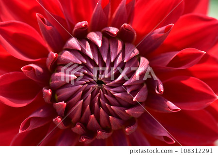Close-up of red dahlia Close-up of red dahlia 108312291