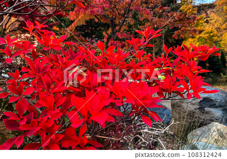 秋葉,深紅色,植物,秋天 秋葉,深紅色,植物,秋天 108312424