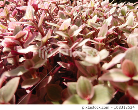 Close up of a small green plant with pink leaves in a pot 108312524