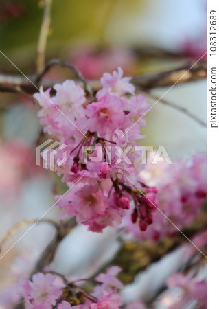 Beni noodlesakura Beni noodlesakura 108312689