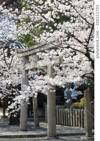 Cherry blossoms at this pillar Cherry blossoms at this pillar 108312703