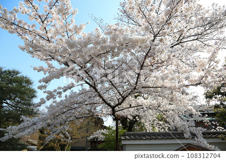Cherry blossoms at this pillar 108312704