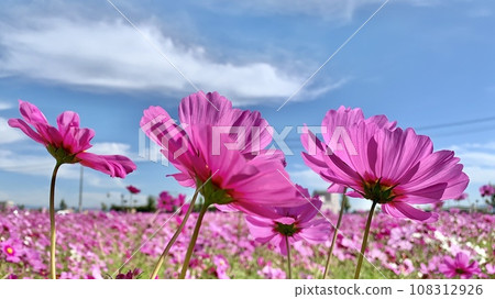 透過光和藍天映襯下盛開的波斯菊（愛知縣安城市） 108312926