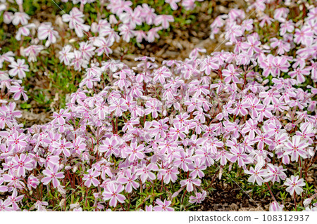 Fuji Shiba cherry-blossom Festival Fuji Shiba cherry-blossom Festival 108312937