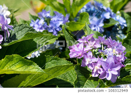 Lily purple hydrangea 108312949
