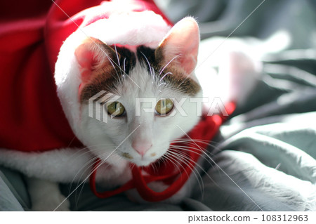 Cute Japanese Bobtail cat wearing a Christmas Santa suit and playing on the bed 108312963