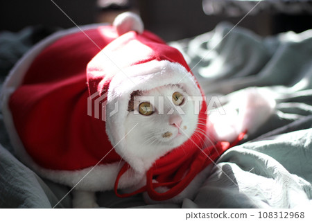 Cute Japanese Bobtail cat wearing a Christmas Santa suit and playing on the bed Cute Japanese Bobtail cat wearing a Christmas Santa suit and playing on the bed 108312968