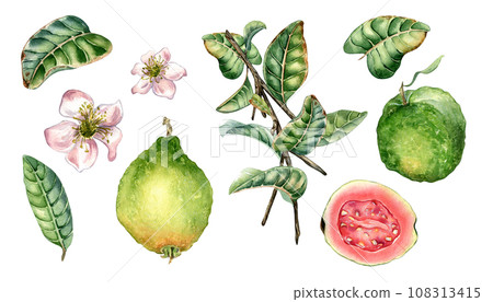 Set with branch of tree and guava fruits whole and sliced watercolor illustration isolated on white. Green leaves, flowers of guajava hand drawn. Design for wrapping, packaging, label, poster 108313415