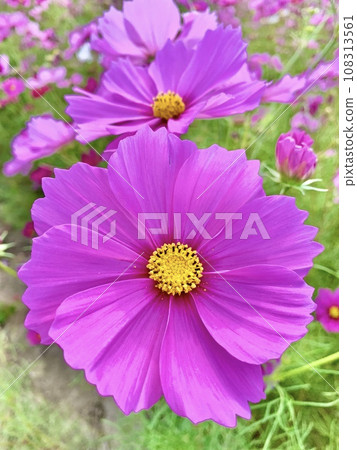 盛開的波斯菊(Sensation Pink)特寫(愛知縣安城市) 盛開的波斯菊(Sensation Pink)特寫(愛知縣安城市) 108313561