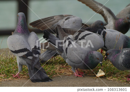 Battle for pigeon food 108313601