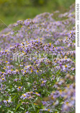 紫苑盛開的花園 紫苑盛開的花園 108313630
