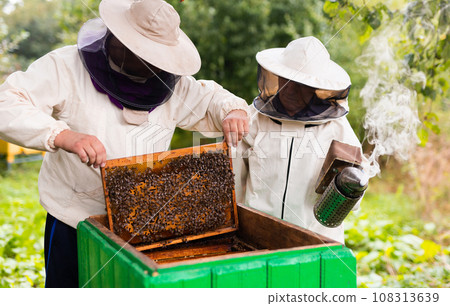 Two hivers in protecting suits opening hive Two hivers in protecting suits opening hive 108313639
