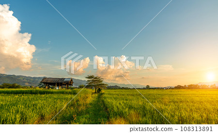 Green rice field with sunset skyac background. Countryside landscape. Green rice field with sunset skyac background. Countryside landscape. 108313891