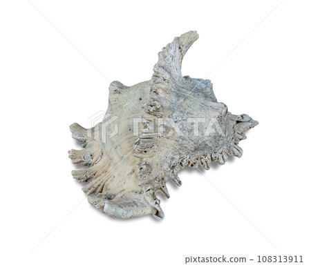 Sea shell isolated on white background include clipping path. 108313911