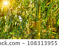 Green Bamboo forest, Natural as background. 108313955
