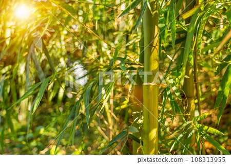 Green Bamboo forest, Natural as background. 108313955