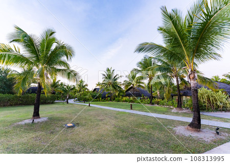 coconut tree at resort hotel coconut tree at resort hotel 108313995