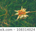 Edelweiss in nature. Rare alpine flower on wild mountain meadow. Leontopodium nivale Edelweiss in nature. Rare alpine flower on wild mountain meadow. Leontopodium nivale 108314024