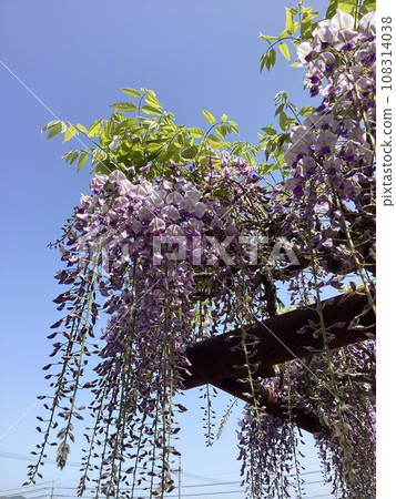 Wisteria flowers Wisteria flowers 108314038