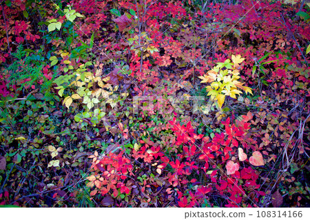 The autumn leaves of the saplings decorate the slope, flying as seeds and growing here. The autumn leaves of the saplings decorate the slope, flying as seeds and growing here. 108314166