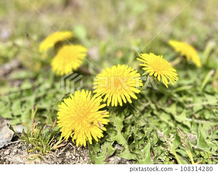 蒲公英花 108314280